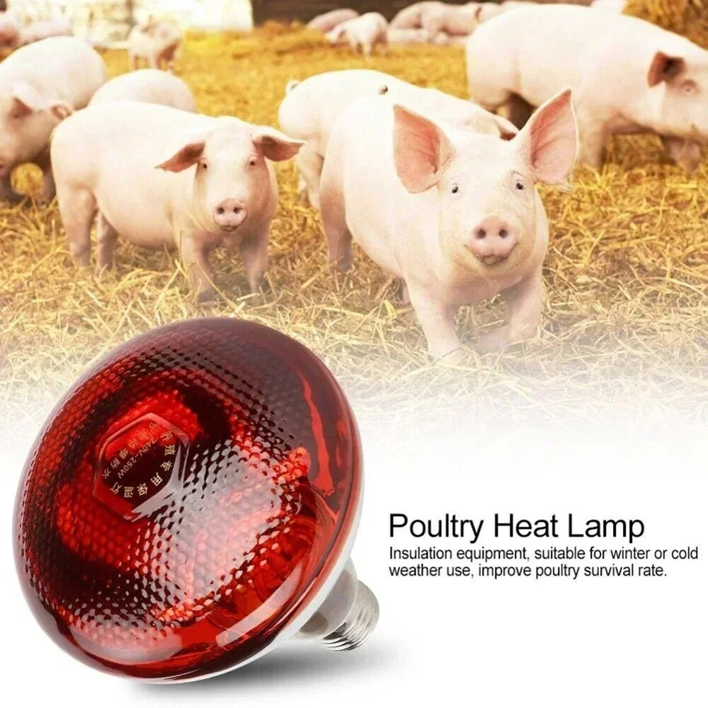 220V Poultry Heating Bulb 100/150/200/250/275W Infrared Lamp Insulation Heating for Reptiles Plants Amphibians Pets Livestock - Furbury