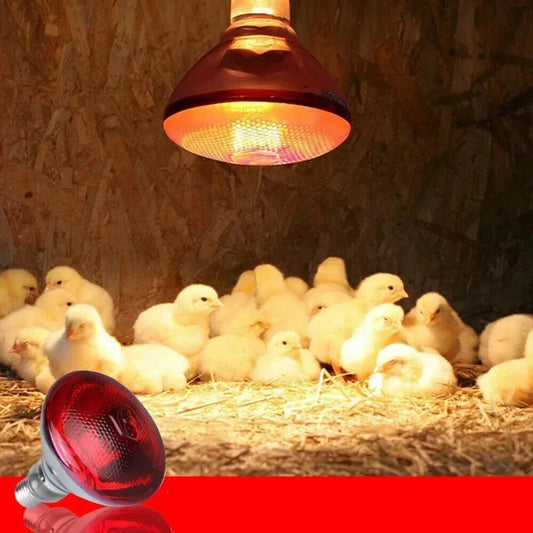 220V Poultry Heating Bulb 100/150/200/250/275W Infrared Lamp Insulation Heating for Reptiles Plants Amphibians Pets Livestock - Furbury