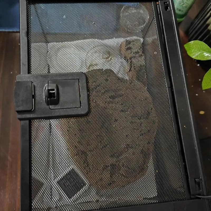 Reptile Amphibians Tank Turtle Tank Terrarium Glass Box for Small Pet Keeper Supply Turtles Cage for Sling Geckos Lizards - Furbury