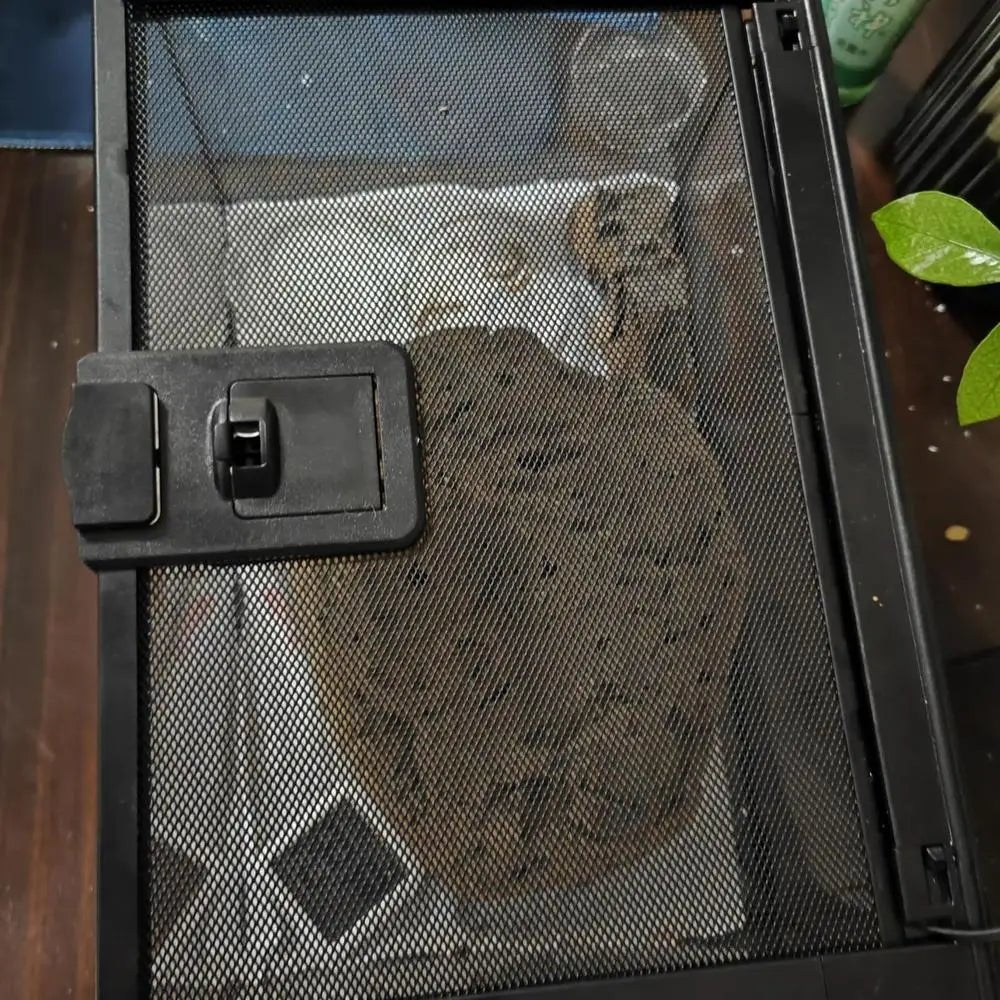 Reptile Amphibians Tank Turtle Tank Terrarium Glass Box for Small Pet Keeper Supply Turtles Cage for Sling Geckos Lizards - Furbury