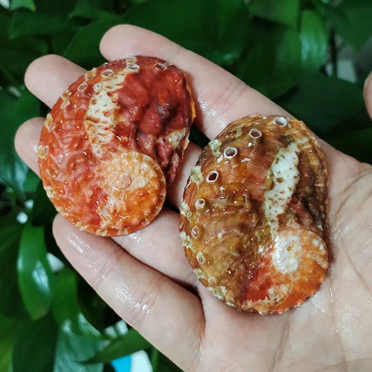 Wholesale Bulk 2PC Colorful Abalone Shells Red Baby Paua Shell For Aquarium Landscape Creative DIY Jewelry Beads Nautical Decor - Furbury