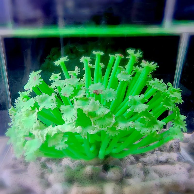 Wholesale Bulk Artificial Underwater Coral Aquarium Fish Tank Simulation Decoration Aquarium Backgrounds Plants Water Grass Accessories Home - Furbury
