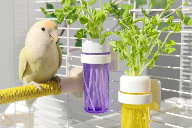 Wholesale Bulk Bird Parrot Feeder Cage Vegetable Holder Preservation Jar Cage Accessories Hanging Basket Container Toys Budgie Cage Supplies - Furbury