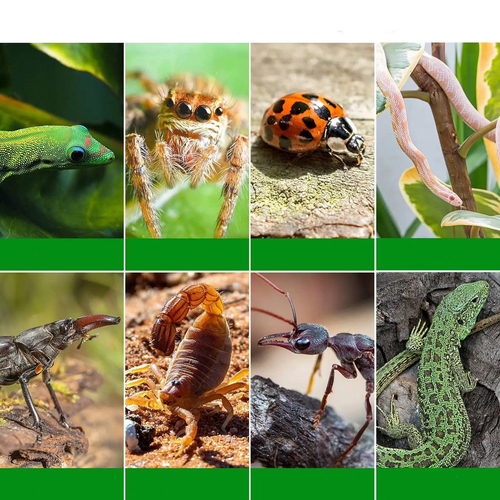 Wholesale Bulk Reptile Box Terrarium for Reptiles Spider Cage Acrylic Enclosure Racks Tank Crawl House Water Turtles - Furbury