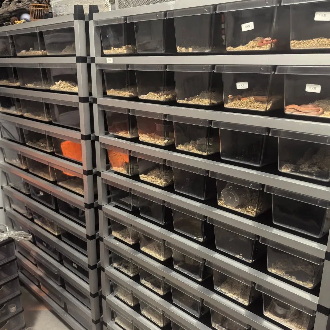 Wholesale Reptile Rack System Small Python Boa Reptile Plastic Pp Breeding Box Tubs Enclosure System Lizard Rack Breeding Bed - Furbury