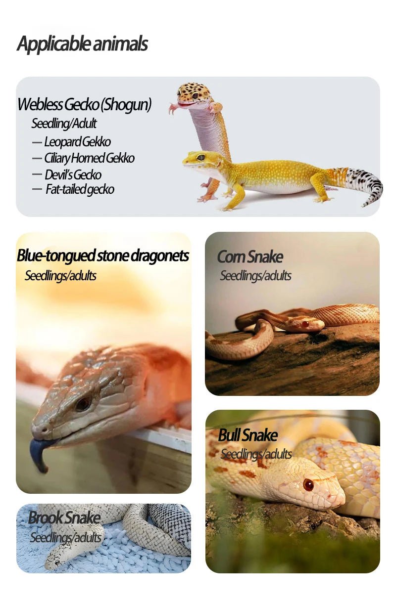 Wholesale Reptile Rack System Small Python Boa Reptile Plastic Pp Breeding Box Tubs Enclosure System Lizard Rack Breeding Bed - Furbury