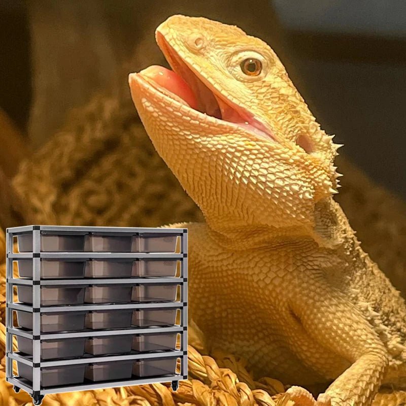 Wholesale Reptile Rack System Small Python Boa Reptile Plastic Pp Breeding Box Tubs Enclosure System Lizard Rack Breeding Bed - Furbury