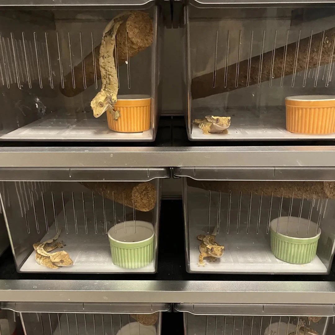 Wholesale Reptile Rack System Small Python Boa Reptile Plastic Pp Breeding Box Tubs Enclosure System Lizard Rack Breeding Bed - Furbury