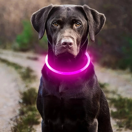 🌦 4 Seasons of Safety: How the LED Luminous Anti-Lost Collar Protects Your Dog Year-Round - Checkouts USA