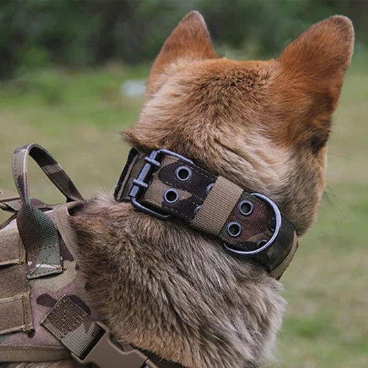 From Training to Adventure – How Military Dog Collars Keep Your Dog Safe and Stylish - Checkouts USA