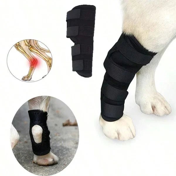 How a Leg Brace Can Help Your Dog Bounce Back from Knee Injuries - Checkouts USA