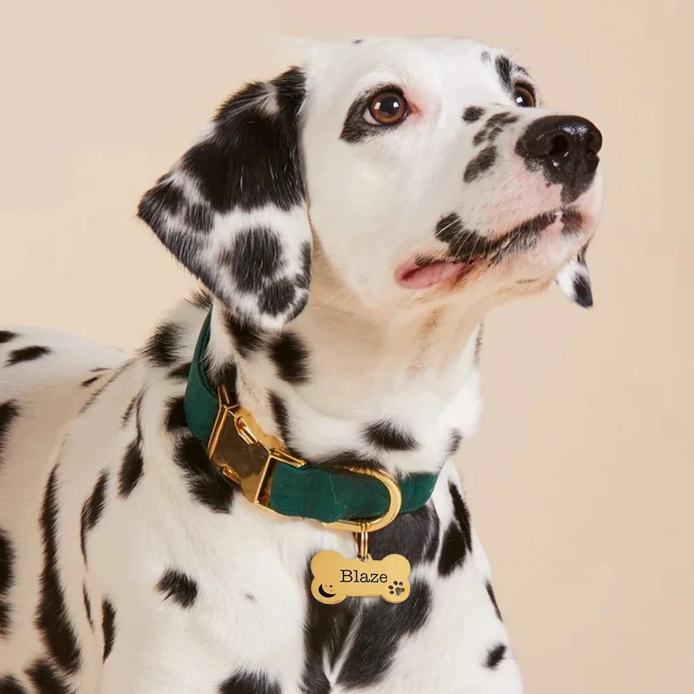 Personalized Pet Dog Tag Shiny Steel Free Engraving Kitten Puppy Anti - lost Collars Nameplate for Dog Address Tag Pet Accessoires - Furbury