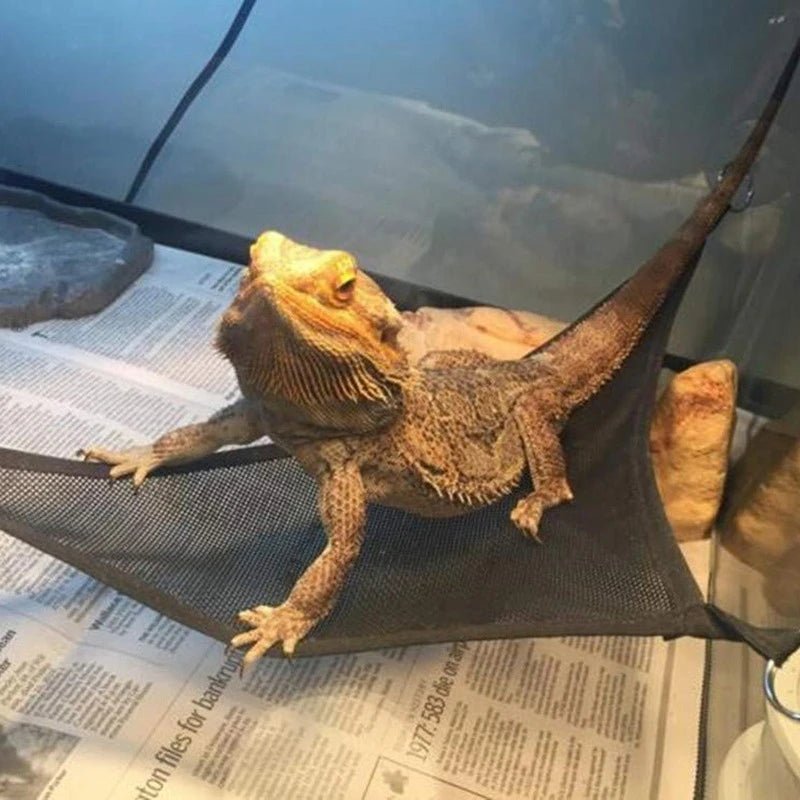 Wholesale Bulk Reptile Hammock Lounger Ladder Accessories Set for Large Small Bearded Dragons Anole Geckos Lizards or Snakes Reptile Accessorie - Furbury